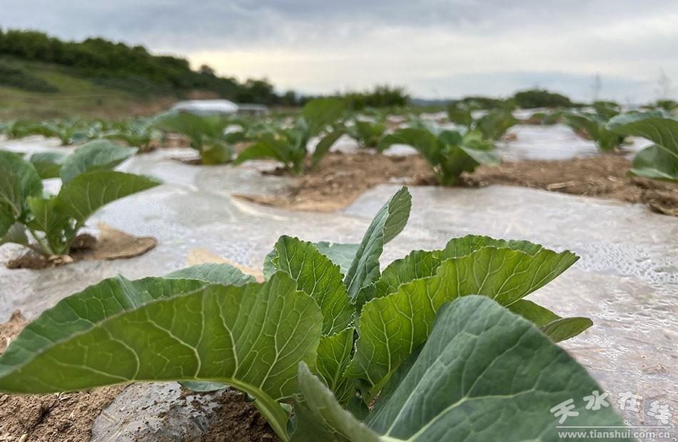 致富经高原种植蔬菜_高原致富蔬菜种植视频_高原致富蔬菜种植方法