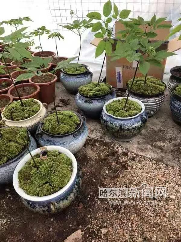 种植人参致富_致富人参种植条件_种植人参的价格