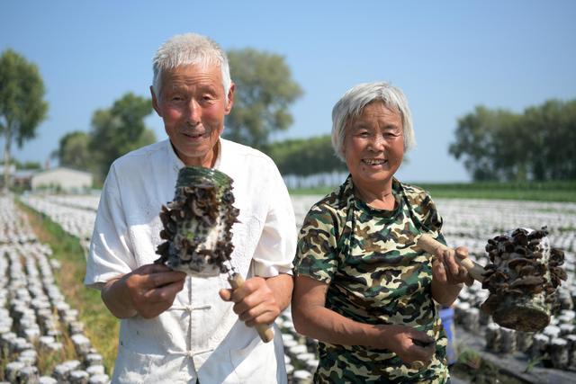 70年红树林下东北老人放100万段木耳，不砍树也能致富，场面壮观