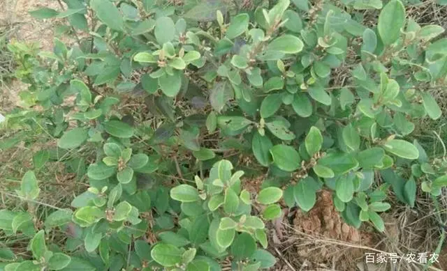 致富盆栽种植小麦视频_种植小盆栽致富_盆栽致富新闻