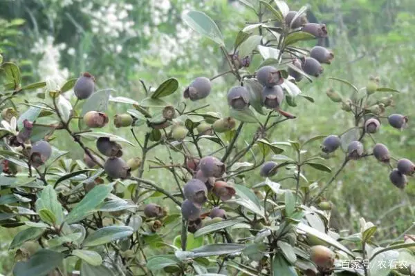 种植小盆栽致富_致富盆栽种植小麦视频_盆栽致富新闻