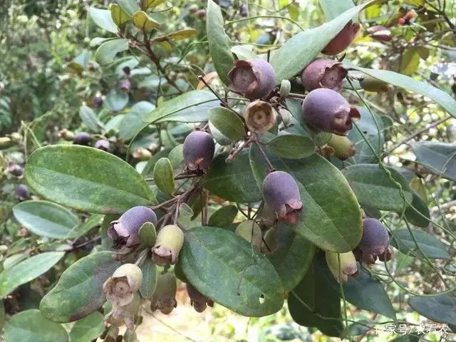 致富盆栽种植小麦视频_种植小盆栽致富_盆栽致富新闻