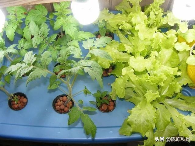 介绍13种面向未来，最前沿，农业种植模式