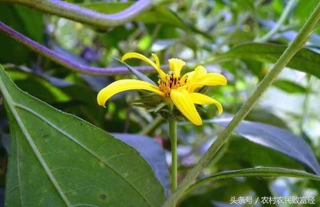 种植蔬菜致富模式_种蔬菜致富经_致富经种蔬菜种出千万财富