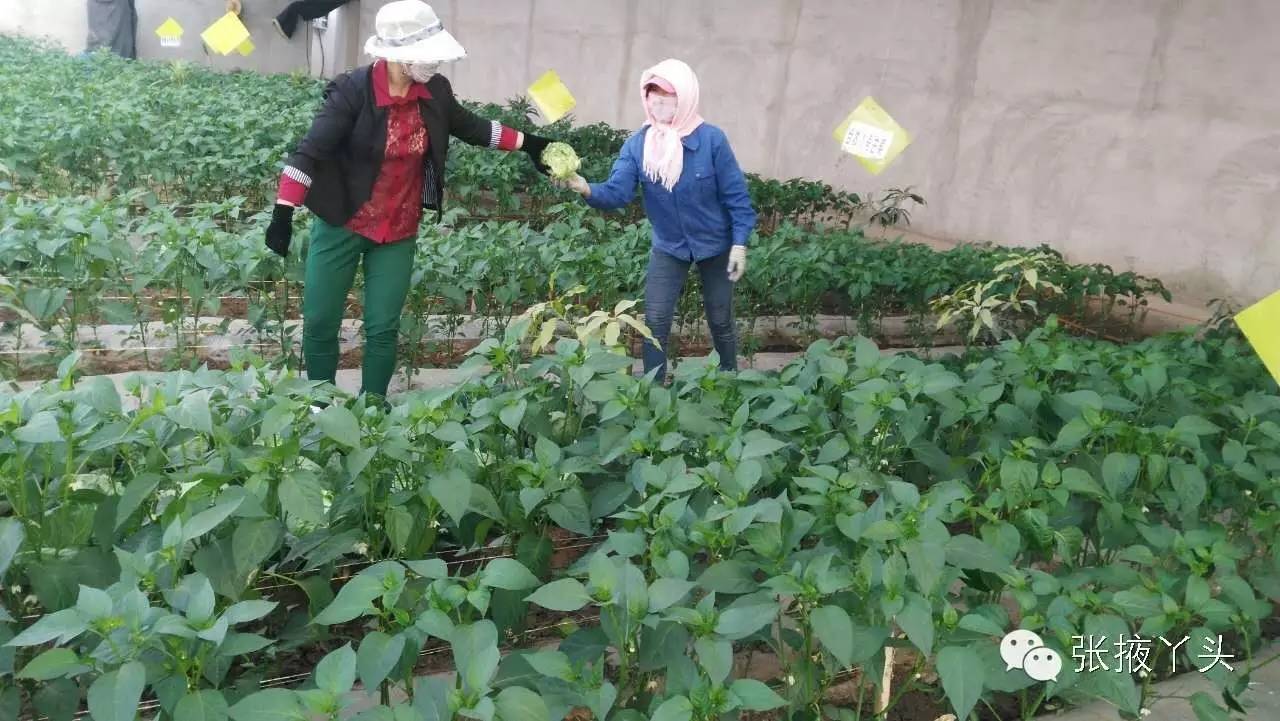 张掖种植什么_张掖适合种植的农作物_张掖种植致富果