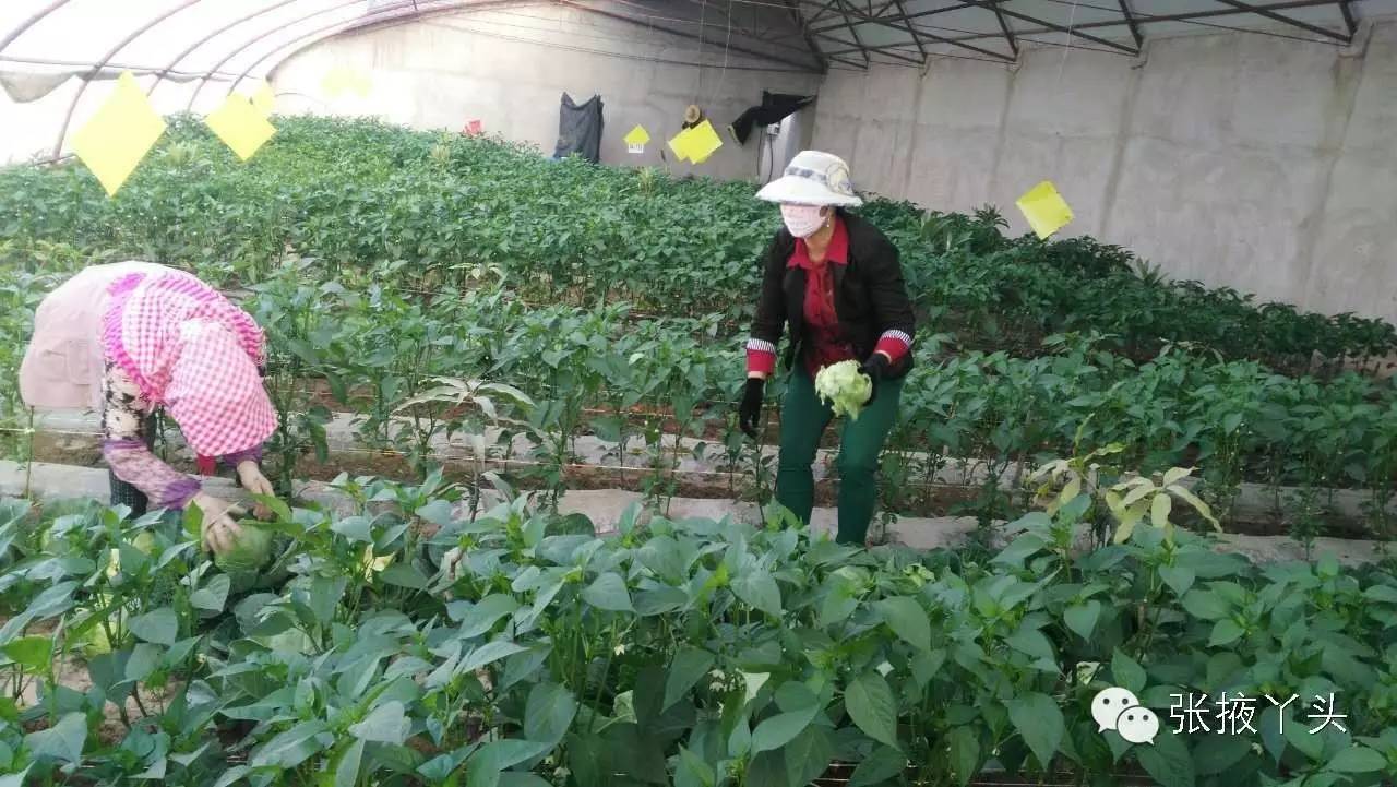 张掖种植致富果_张掖适合种植的农作物_张掖种植什么