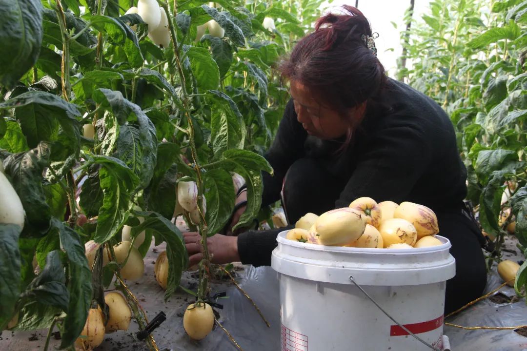 张掖种植大户的基本情况_张掖种植致富果_张掖适合种植的农作物