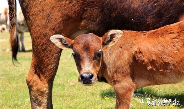 肉牛养殖致富经_致富牛 肉牛养殖_养殖致富项目牛