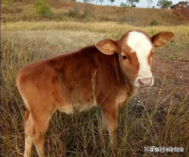 养殖致富项目牛_致富牛 肉牛养殖_肉牛养殖致富经