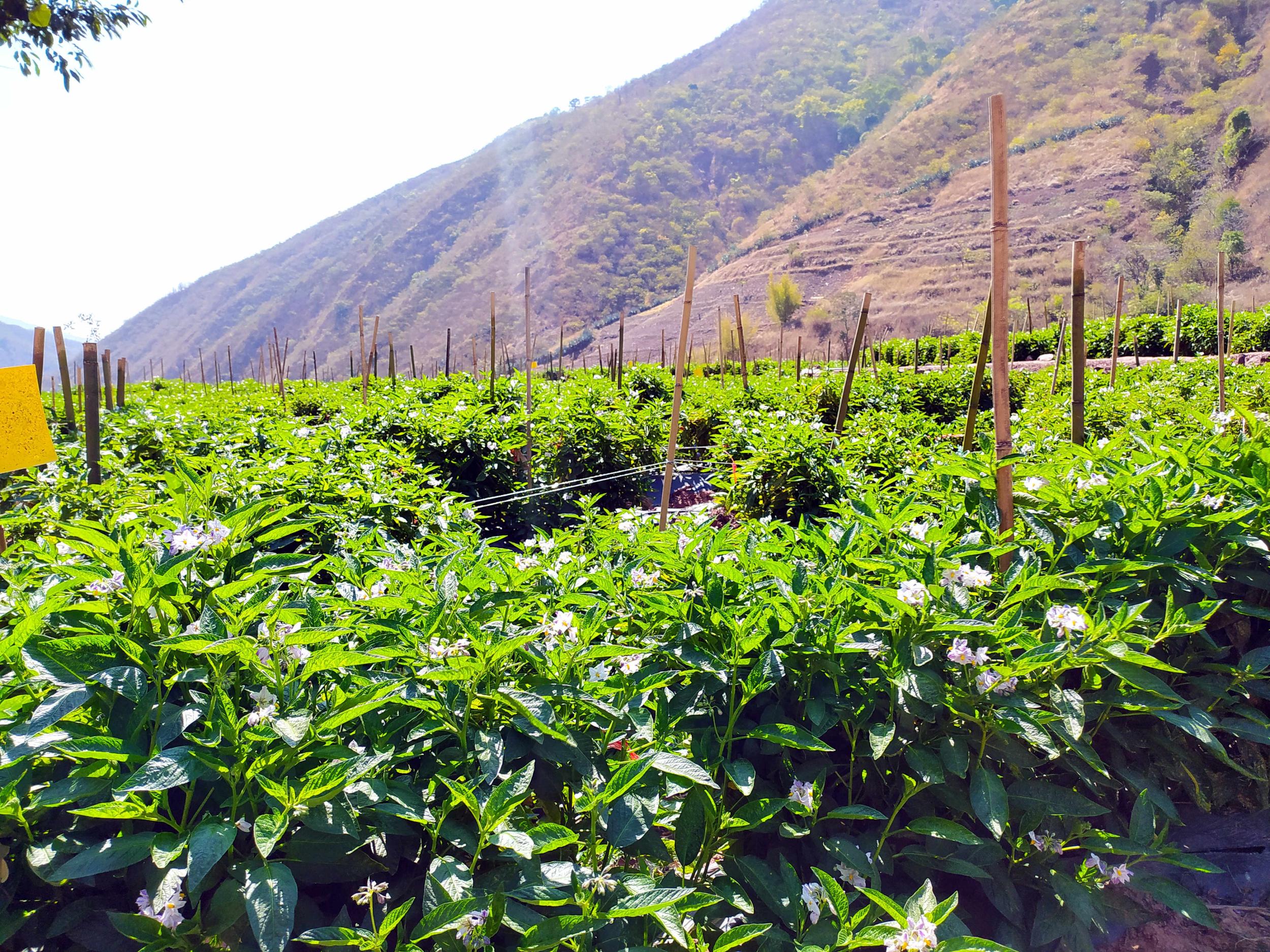 致富人参种植视频_致富人参种植条件_种植人参致富