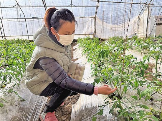 水果番茄种植园：“老产业”焕发“新生机”