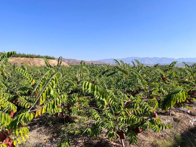 种植释迦果的注意事项_释迦种植视频_温室种植释迦技术