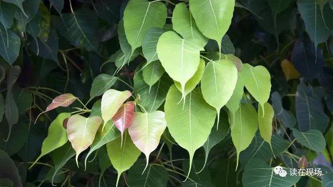 释迦种植视频_温室种植释迦技术_释迦养殖技术