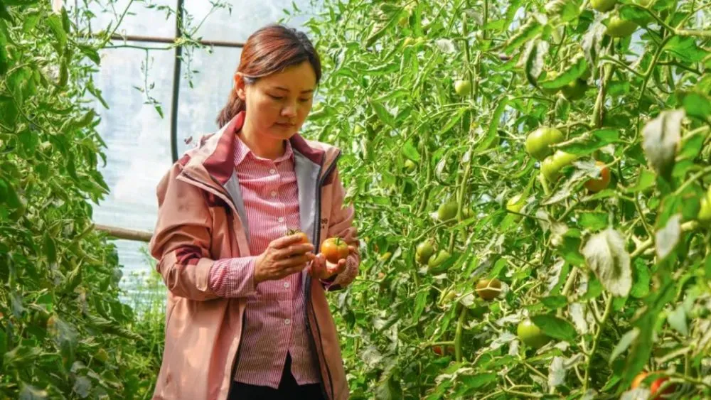 宁夏致富种植果园有哪些_宁夏一般种植什么水果_宁夏致富果种植