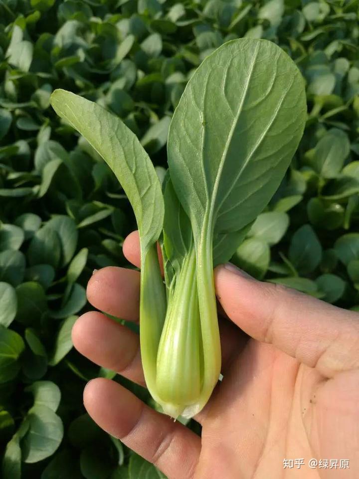 芹菜种植技术视频播放_视频芹菜种植技术大全_芹菜种植技术与视频