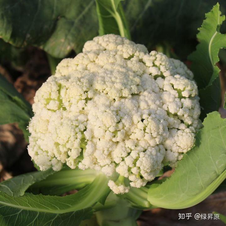 视频芹菜种植技术大全_芹菜种植技术视频播放_芹菜种植技术与视频