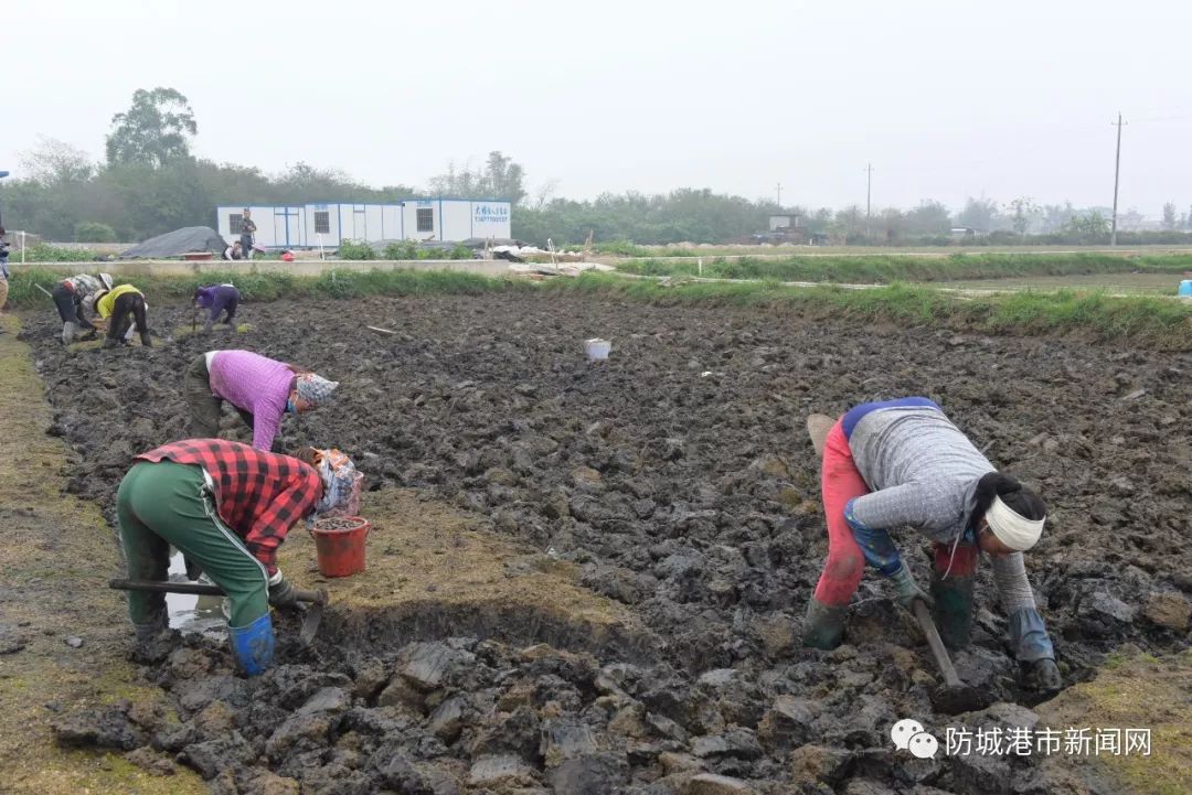 泥丁养殖技术需要什么土_海泥丁养殖技术_如何养殖泥丁