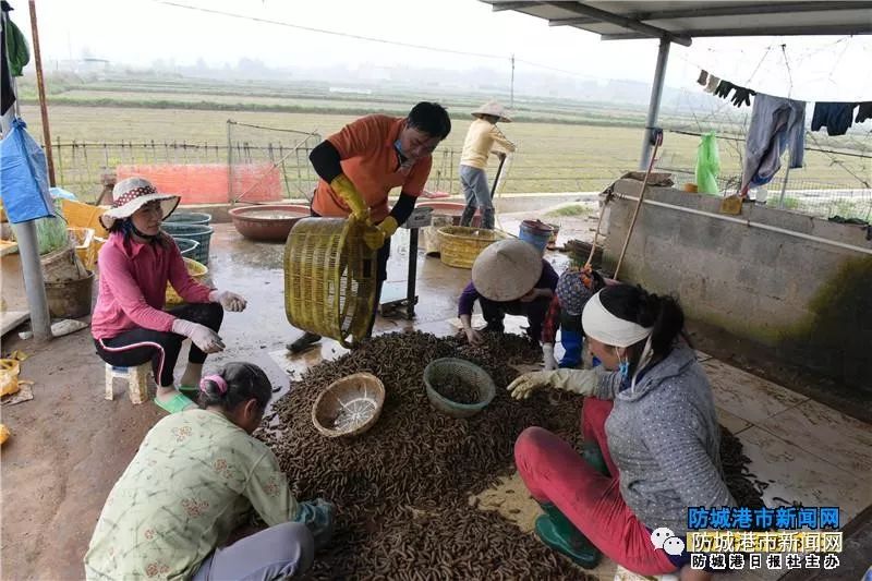 海泥丁养殖技术_泥丁养殖技术需要什么土_如何养殖泥丁