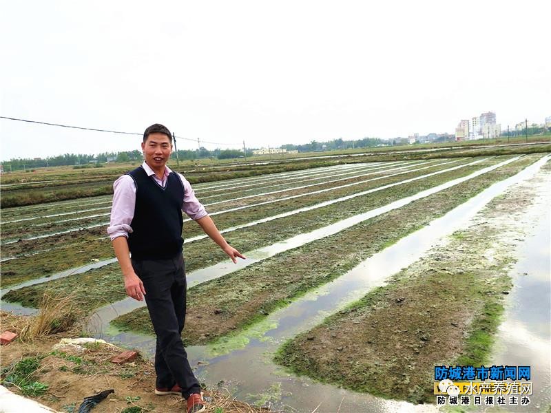 养殖泥丁饲料_泥丁养殖方法和注意事项_海泥丁养殖技术