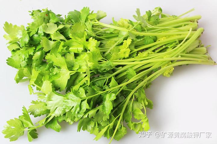 芹菜种植技术视频播放_视频芹菜种植技术教程_芹菜种植技术与视频