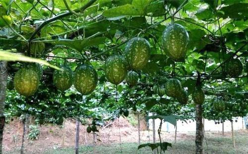 吊瓜栽培技术视频_视频种植技术吊瓜怎么做_吊瓜怎么种植技术视频