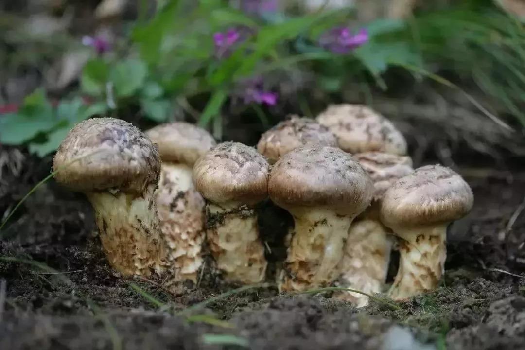 怎样种植松菇_松菇的种植技术_菇类种植技术视频