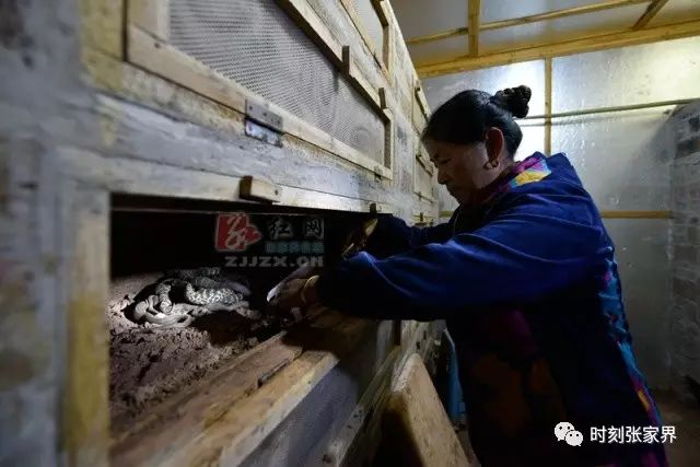 湖南女人养殖致富_湖南养什么赚钱_致富养殖湖南女人视频