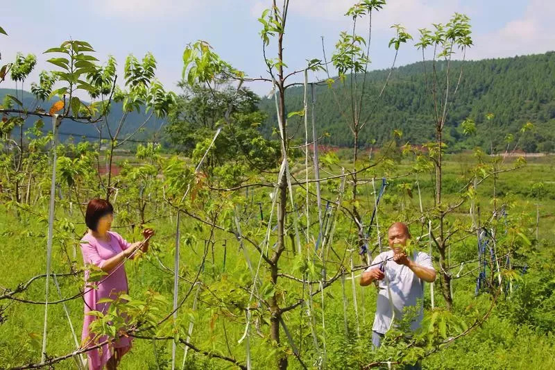 养土蜂致富经_土蜂养殖前景_养土蜂前景怎么样