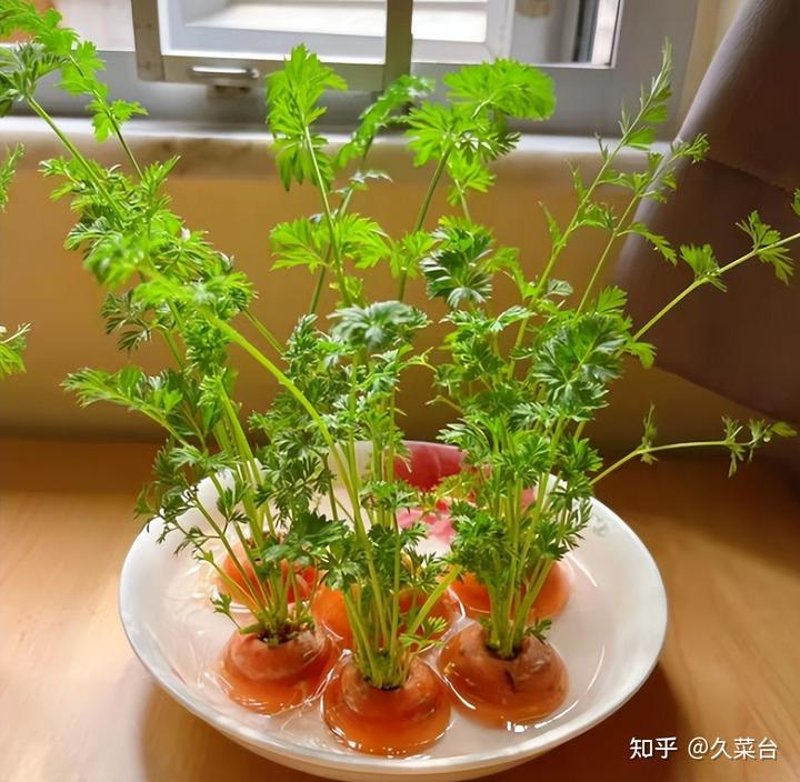 种植芹菜的视频_芹菜种植技术与视频_视频芹菜种植技术大全