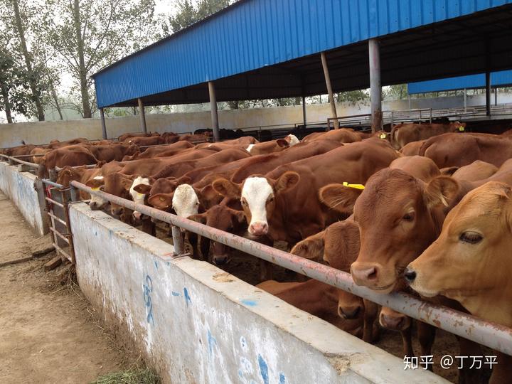 致富牛 肉牛养殖_肉牛养殖致富经_肉牛养殖创业