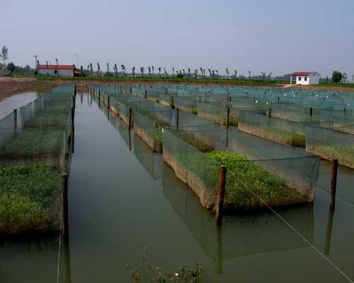 养黄鳝能致富？一亩黄鳝的成本和利润是多少，一年能赚15万？