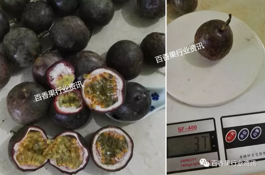 种植香料图片_百香果苗种植技术_香果树种子图片