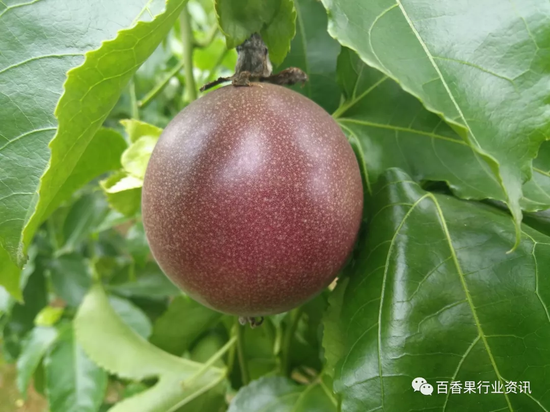 香果树种子图片_种植香料图片_百香果苗种植技术