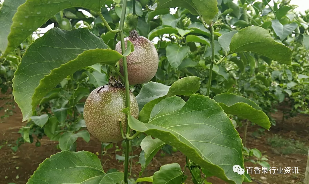 百香果苗种植技术_种植香料图片_香果树种子图片