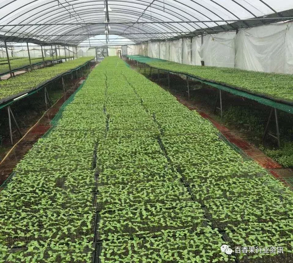 香果树种子图片_种植香料图片_百香果苗种植技术