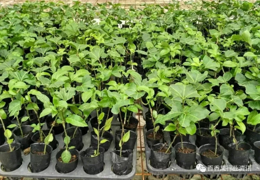 香果树种子图片_百香果苗种植技术_种植香料图片