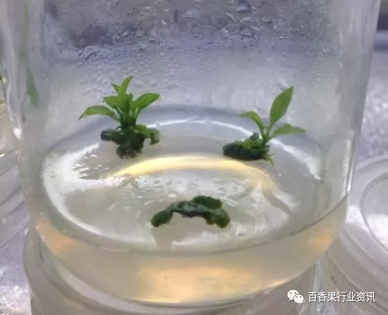 种植香料图片_百香果苗种植技术_香果树种子图片