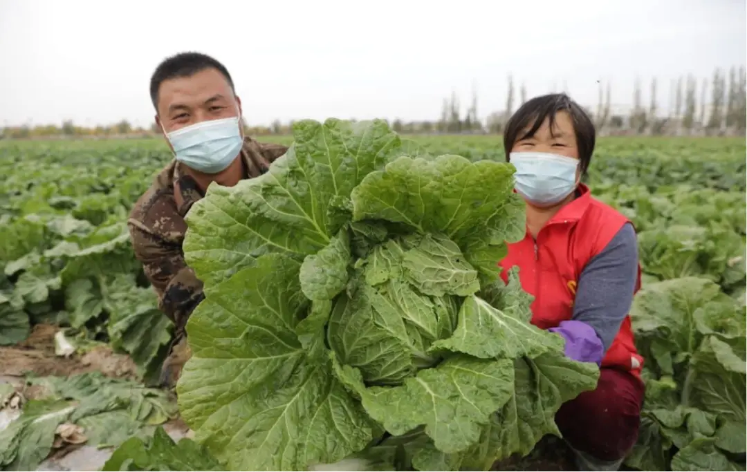 致富蔬菜种植模式是什么_致富经种蔬菜种出千万财富_种植蔬菜致富模式