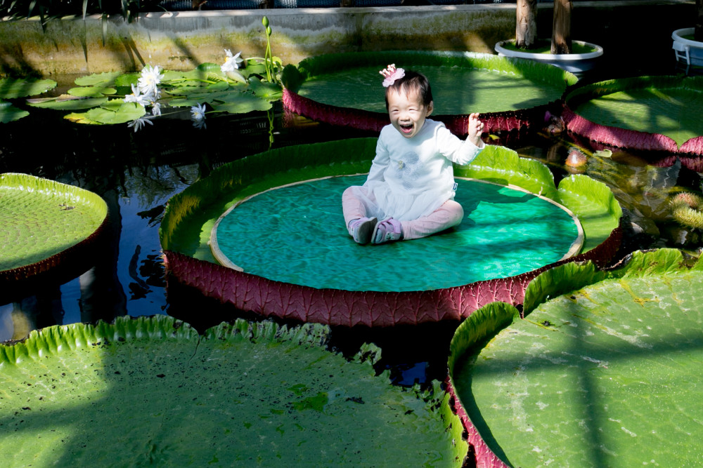 温室种植释迦技术_释迦养殖技术_释迦栽培技术