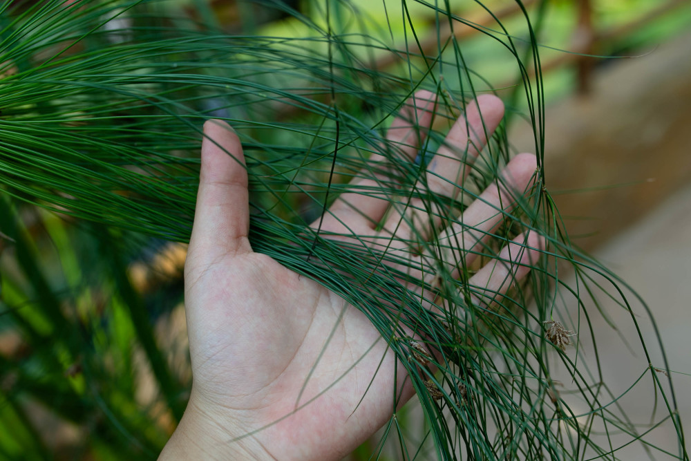 释迦栽培技术_释迦养殖技术_温室种植释迦技术