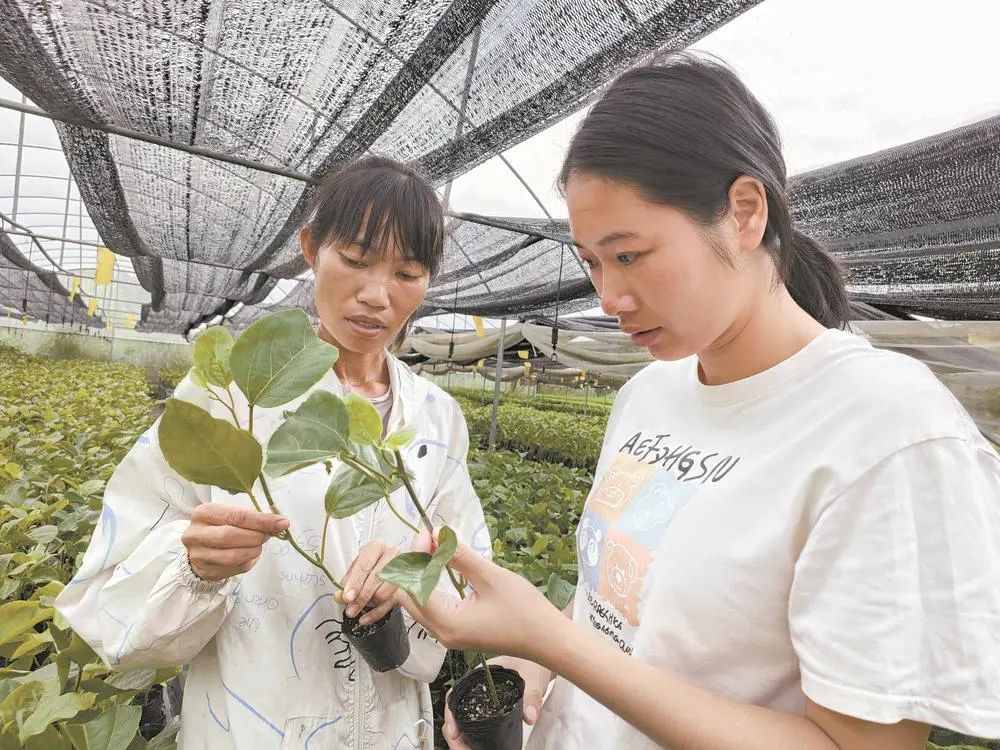 香果树苗圃_百香果苗种植技术_香果树种子图片