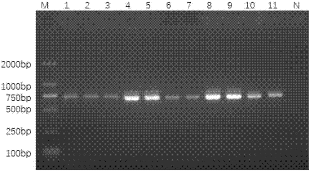 一种基于PCR-RFLP技术鉴定广地龙的方法与流程