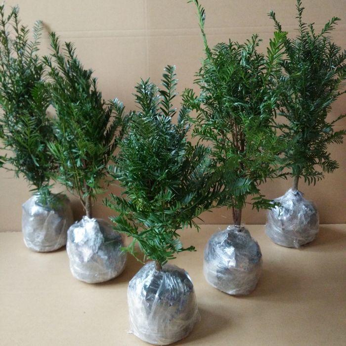 “正宗”黄花梨树苗，小苗做盆栽，大树转移种果树，一举两得