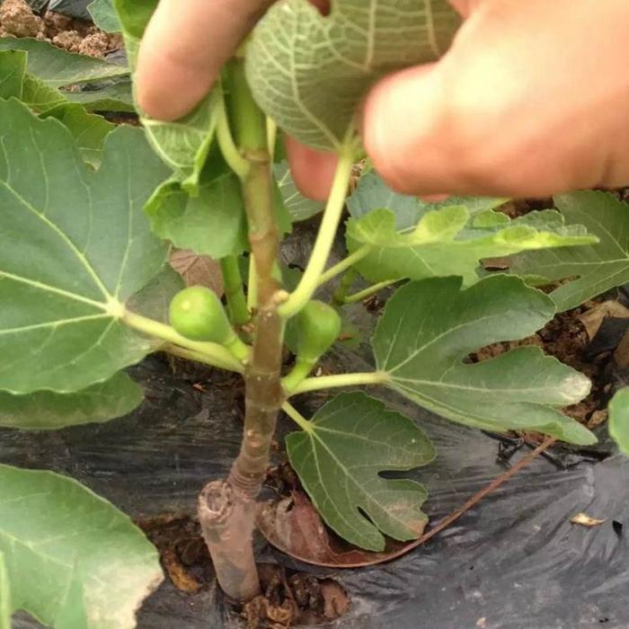 “正宗”黄花梨树苗，小苗做盆栽，大树转移种果树，一举两得