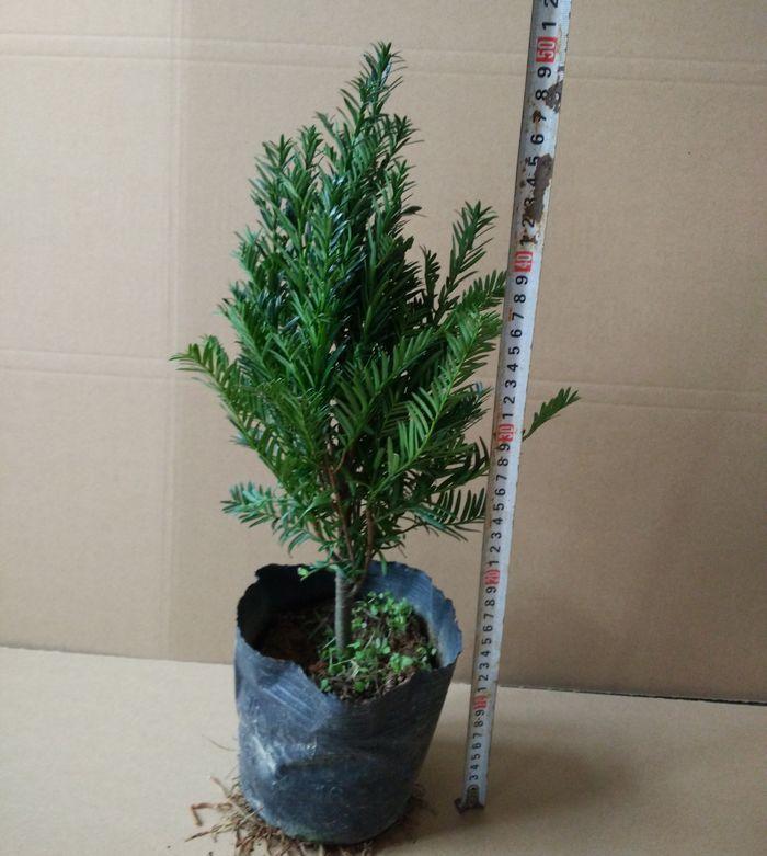 “正宗”黄花梨树苗，小苗做盆栽，大树转移种果树，一举两得