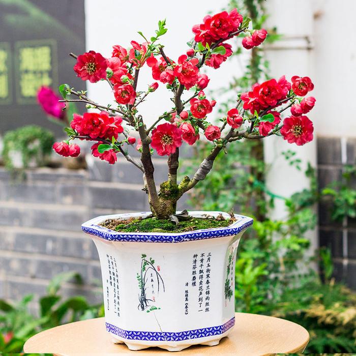 “正宗”黄花梨树苗，小苗做盆栽，大树转移种果树，一举两得
