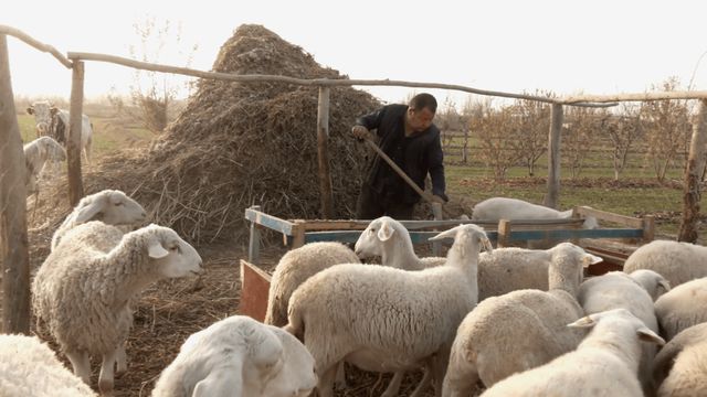 致富经围养湖羊视频_圈养湖羊到底赚钱吗_生财有道湖羊养殖视频