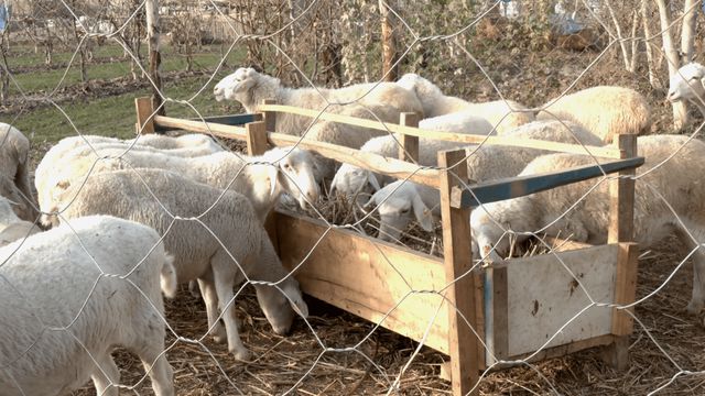 致富经围养湖羊视频_生财有道湖羊养殖视频_圈养湖羊到底赚钱吗