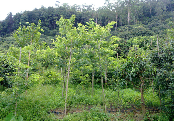 黄花梨多少钱一棵？2020年黄花梨价格最新行情预测