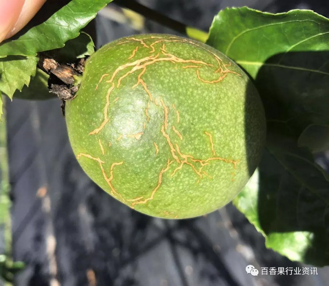 香种子怎么种_种植香料图片_百香果苗种植技术